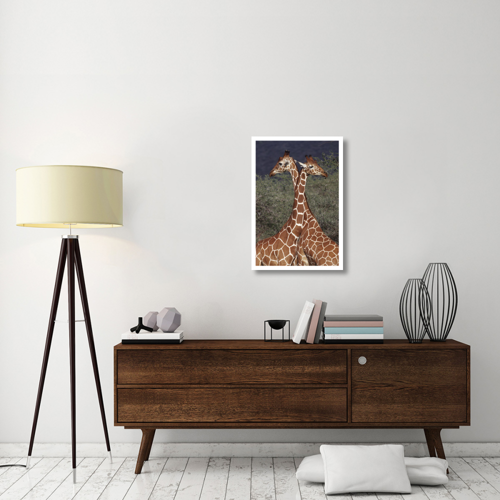 Reticulated Giraffe pair, Samburu National Park, Kenya-Paper Art-22&quotx32"