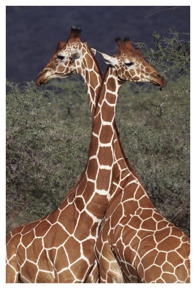 Reticulated Giraffe pair, Samburu National Park, Kenya-Paper Art-34"x50"