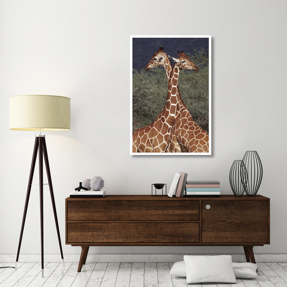 Reticulated Giraffe pair, Samburu National Park, Kenya-Paper Art-34&quotx50"