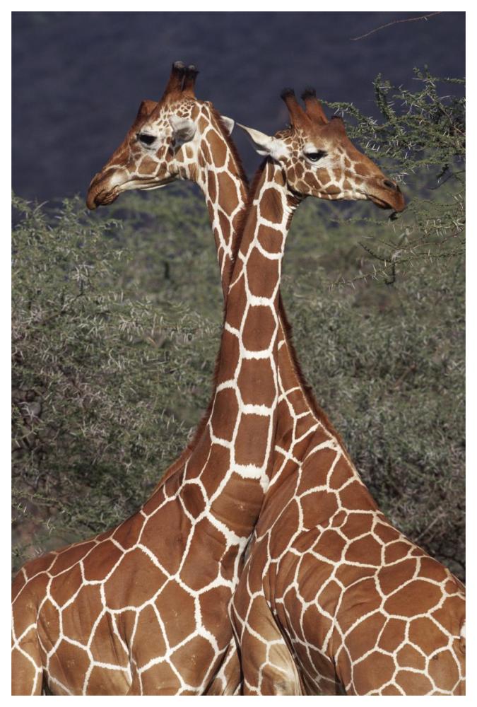 Reticulated Giraffe pair, Samburu National Park, Kenya-Paper Art-42"x62"