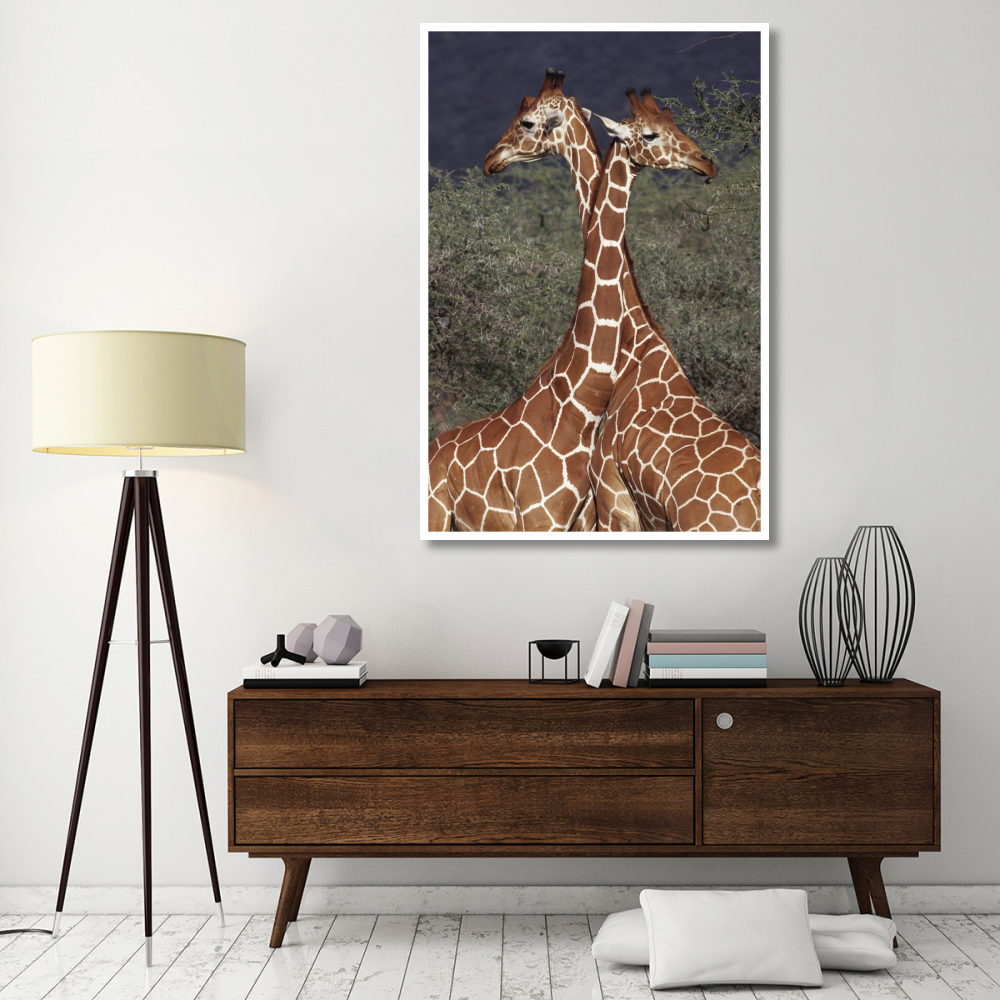 Reticulated Giraffe pair, Samburu National Park, Kenya-Paper Art-42&quotx62"