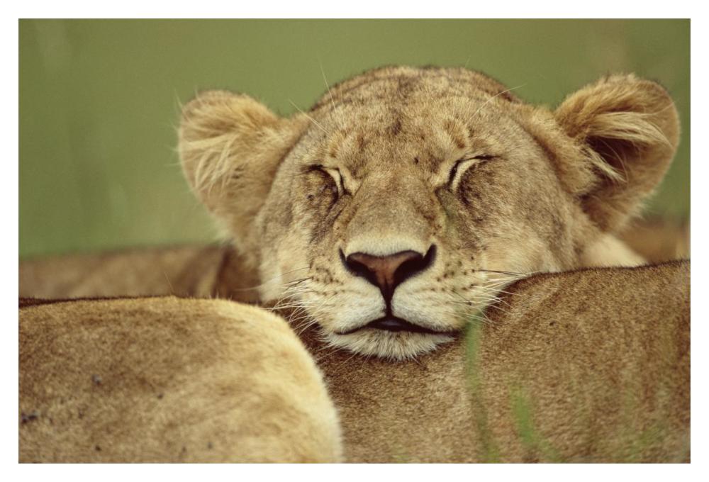 African Lion resting head on back of pride mate, Masai Mara, Kenya-Paper Art-20"x14"