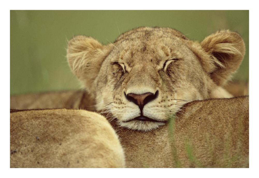 African Lion resting head on back of pride mate, Masai Mara, Kenya-Paper Art-26"x18"