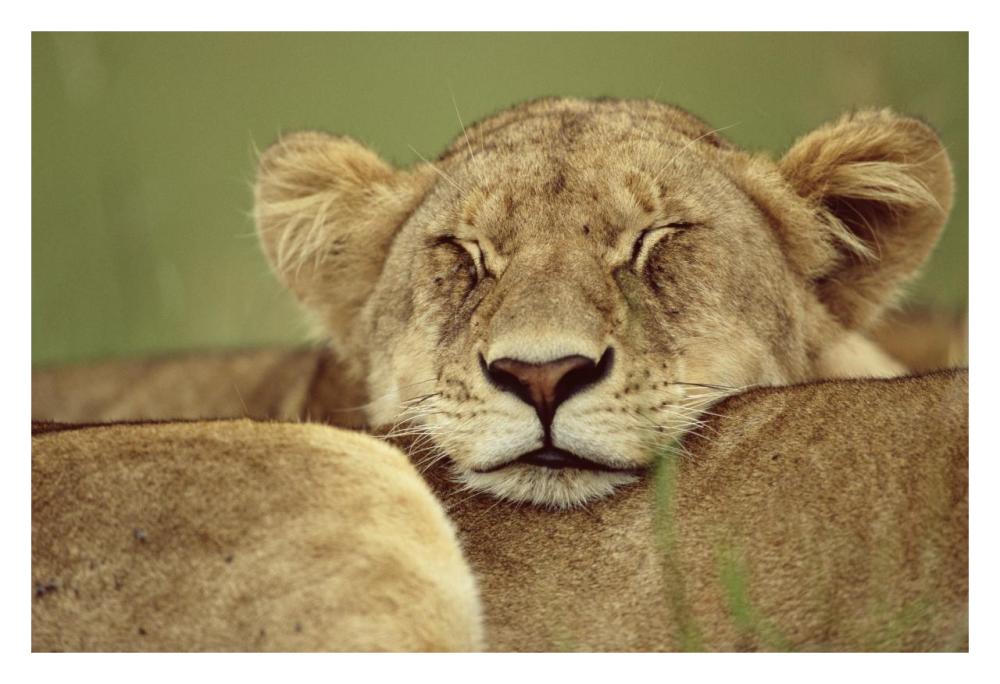 African Lion resting head on back of pride mate, Masai Mara, Kenya-Paper Art-32"x22"