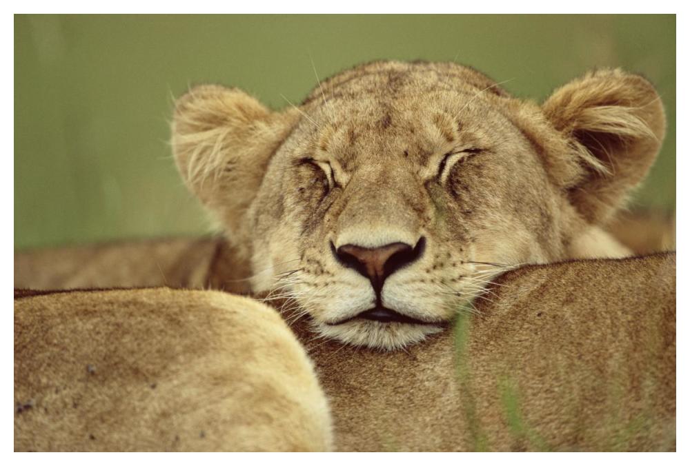 African Lion resting head on back of pride mate, Masai Mara, Kenya-Paper Art-50"x34"