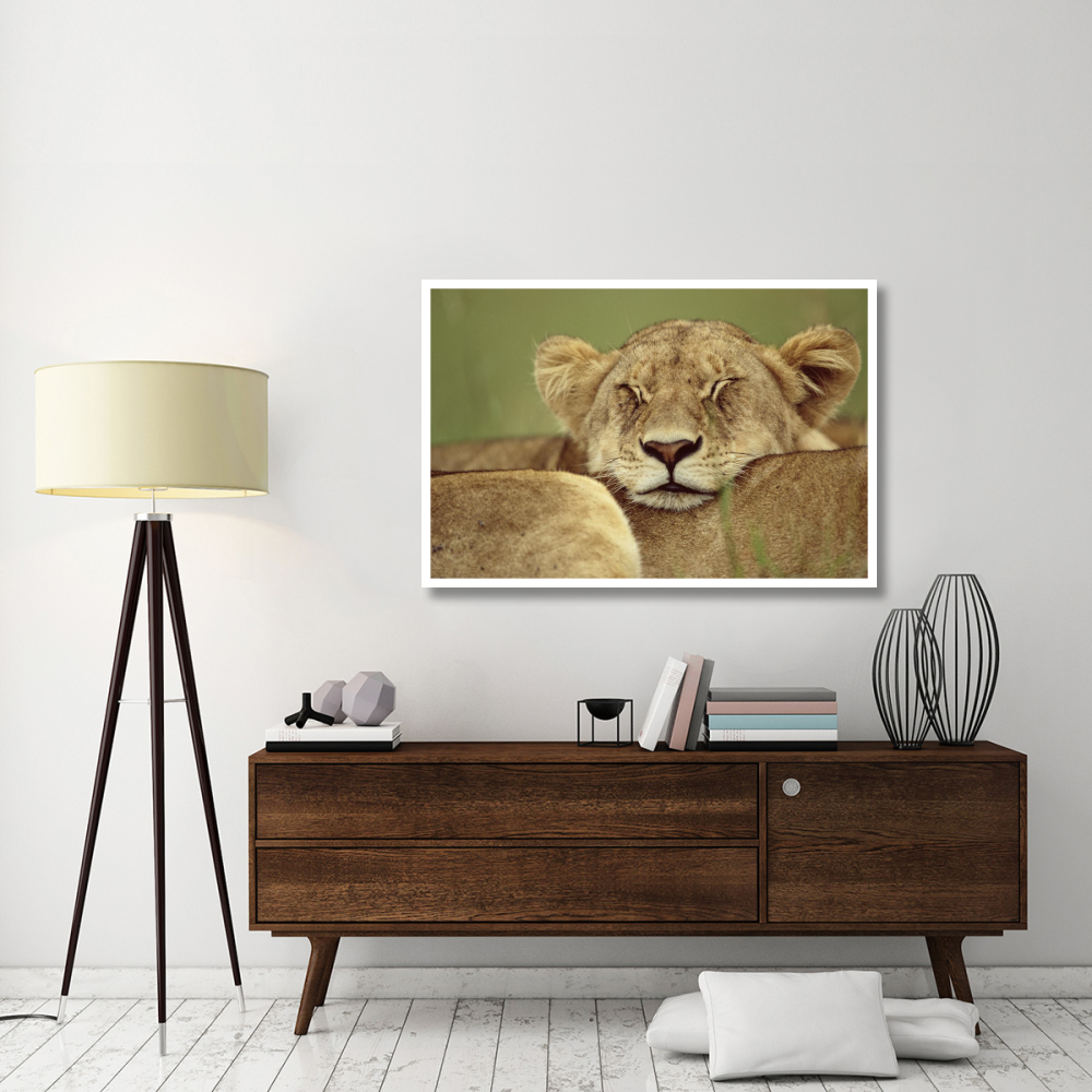 African Lion resting head on back of pride mate, Masai Mara, Kenya-Paper Art-50&quotx34"