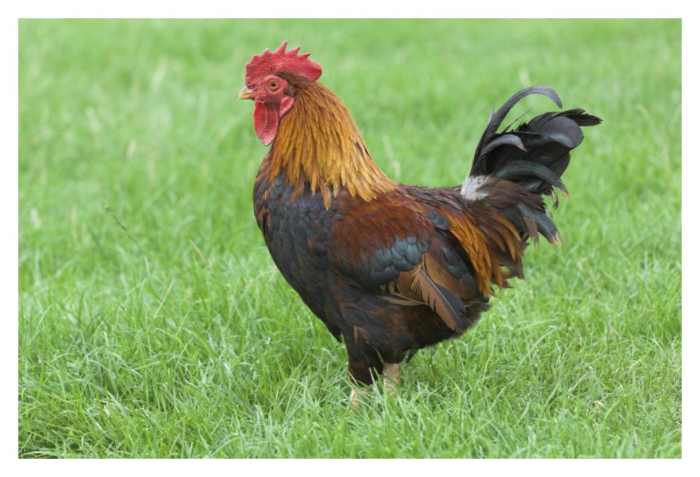 Domestic Chicken, farmyard cockerel on grass, Norfolk, England-Paper Art-20"x14"