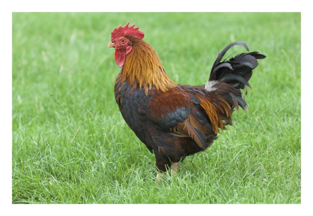Domestic Chicken, farmyard cockerel on grass, Norfolk, England-Paper Art-26"x18"