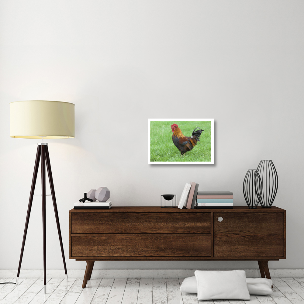 Domestic Chicken, farmyard cockerel on grass, Norfolk, England-Paper Art-26&quotx18"