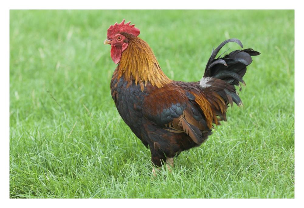 Domestic Chicken, farmyard cockerel on grass, Norfolk, England-Paper Art-32"x22"