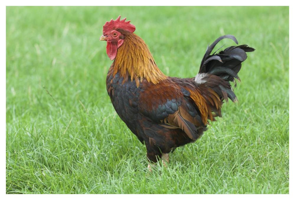 Domestic Chicken, farmyard cockerel on grass, Norfolk, England-Paper Art-50"x34"