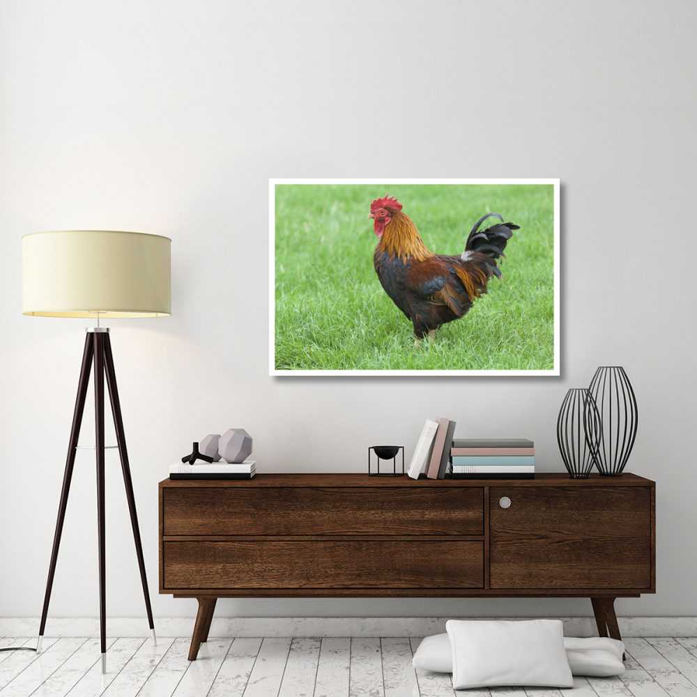 Domestic Chicken, farmyard cockerel on grass, Norfolk, England-Paper Art-50&quotx34"
