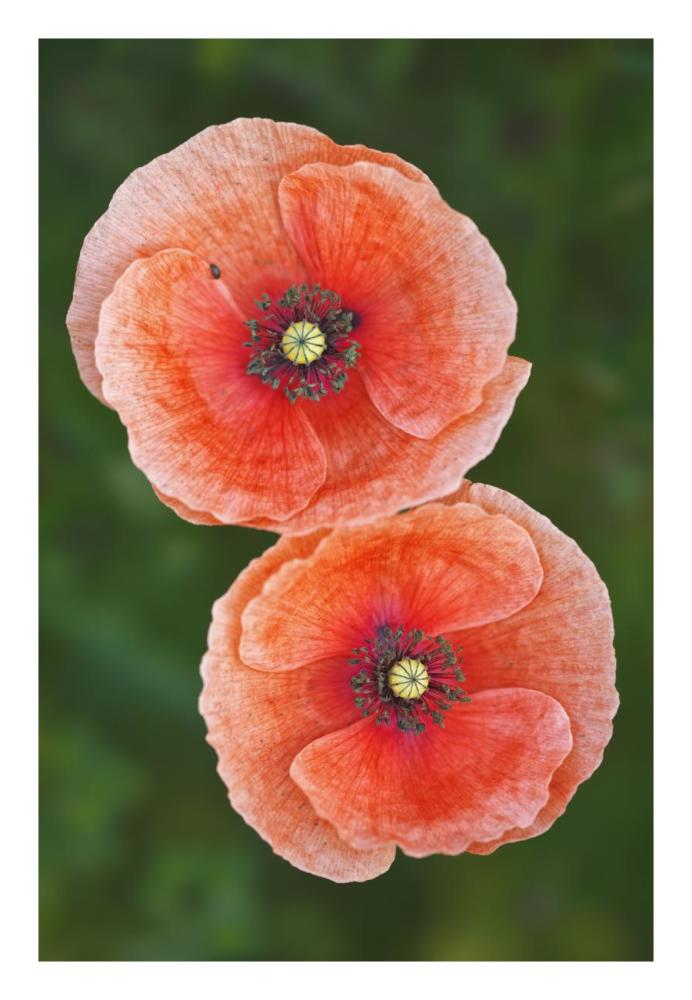 Red Poppies-Paper Art-18"x26"