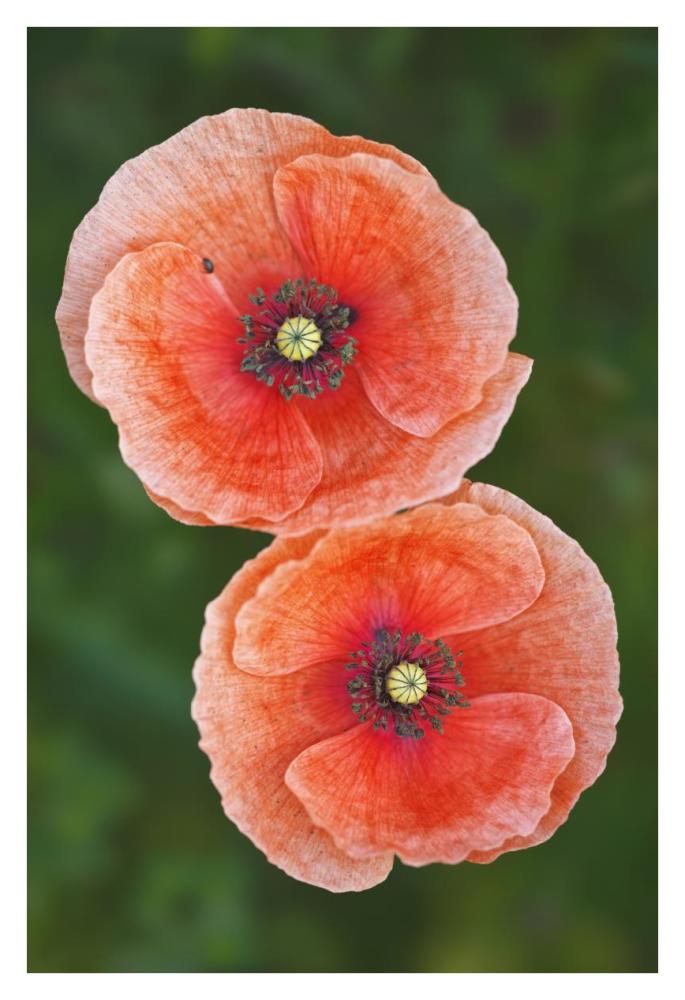 Red Poppies-Paper Art-26"x38"