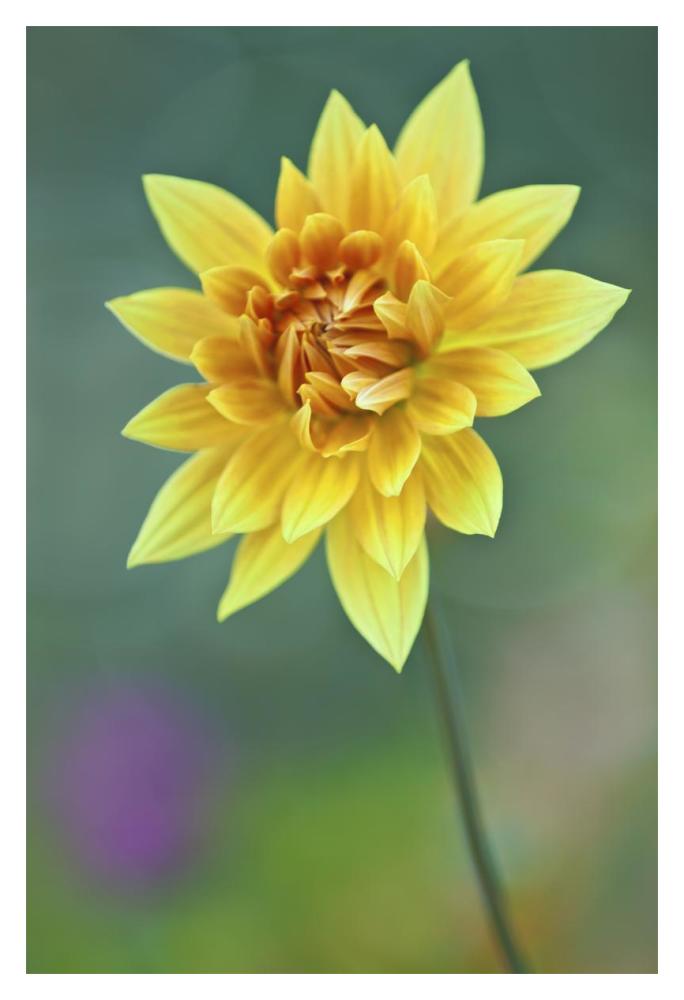 Semi-cactus Dahlia-Paper Art-14"x20"