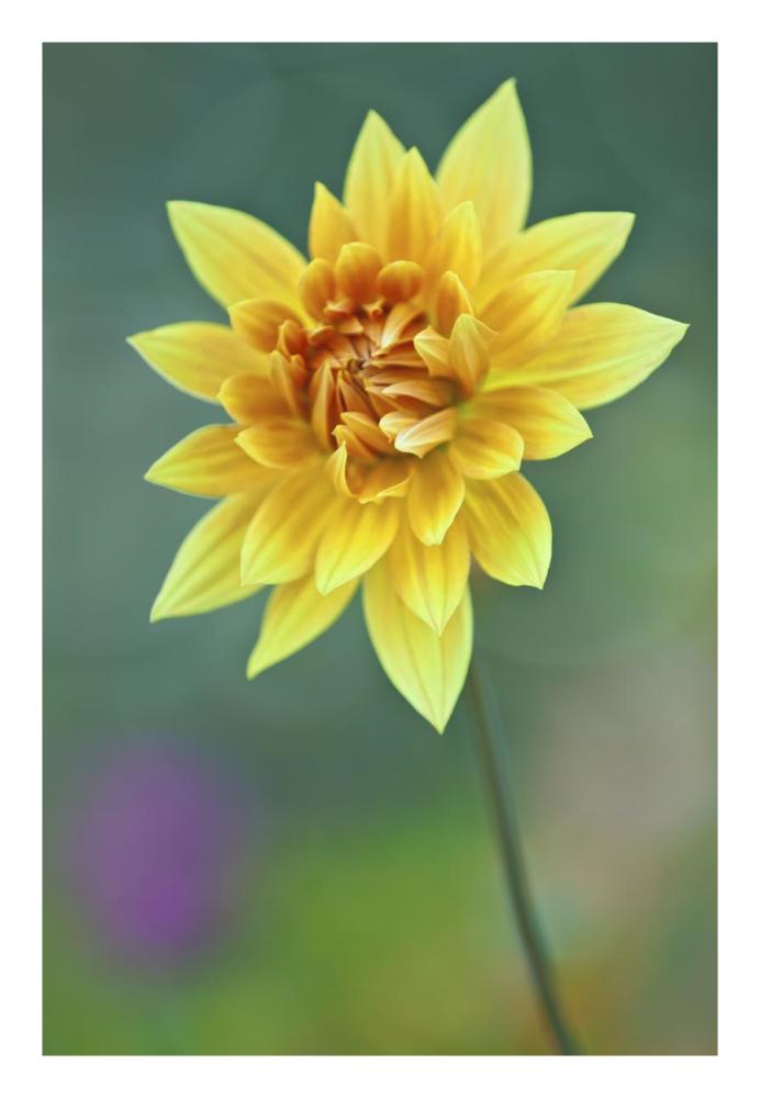 Semi-cactus Dahlia-Paper Art-18"x26"