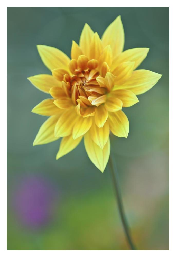 Semi-cactus Dahlia-Paper Art-26"x38"