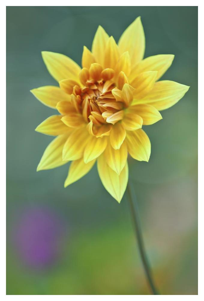 Semi-cactus Dahlia-Paper Art-34"x50"