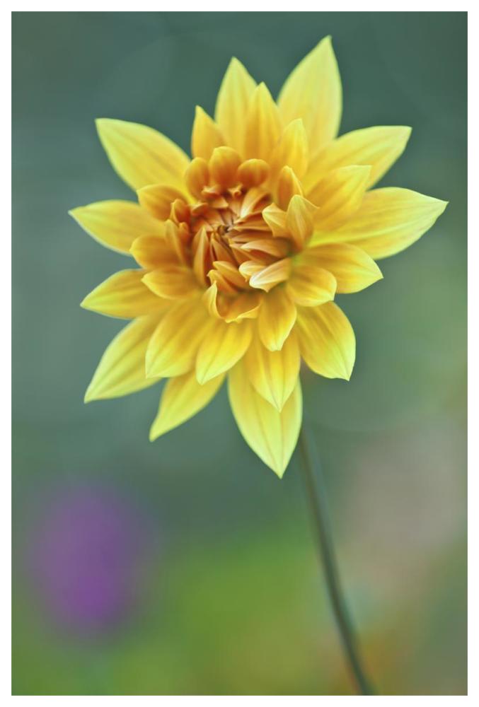 Semi-cactus Dahlia-Paper Art-42"x62"