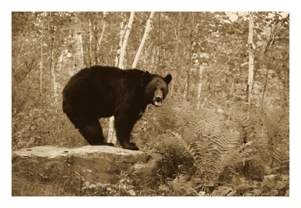Black Bear adult, standing on rock in woodland, Minnesota-Paper Art-26"x18"