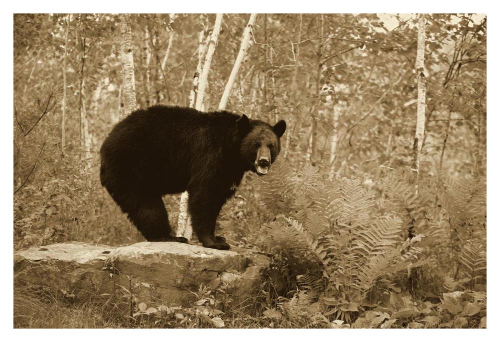 Black Bear adult, standing on rock in woodland, Minnesota-Paper Art-38"x26"