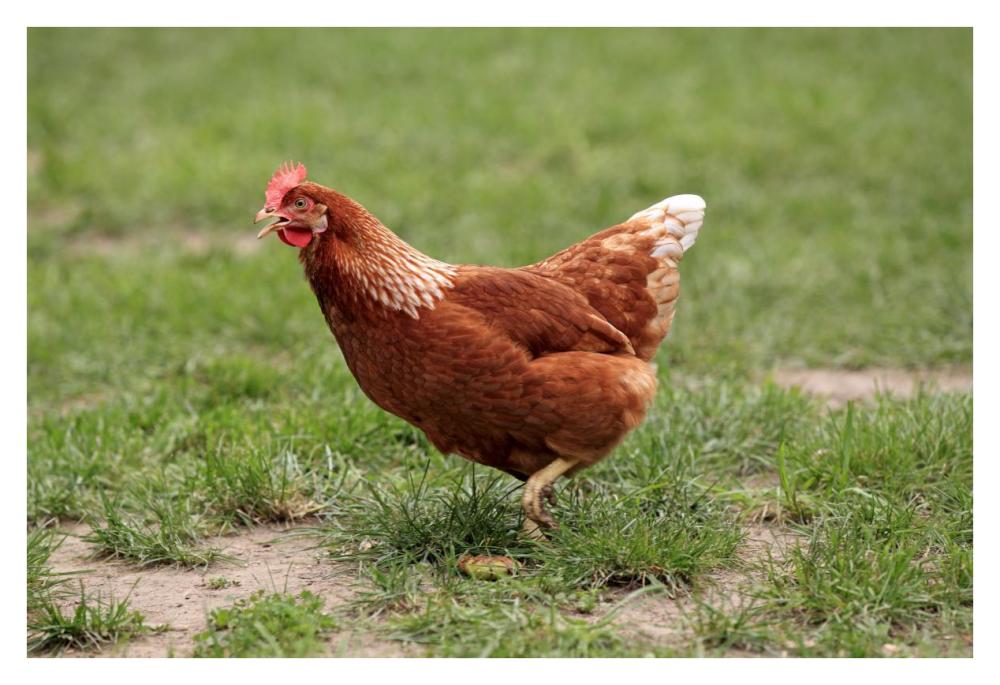 Domestic Chicken, free range hen, walking in grass, Hockenheim, Baden-Wurttemberg, Germany-Paper Art-38"x26"