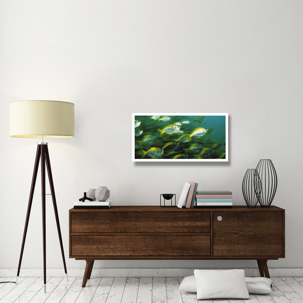 Eastern Pomfred school swimming swiftly, North Solitary Islands, Australia-Paper Art-38&quotx20"