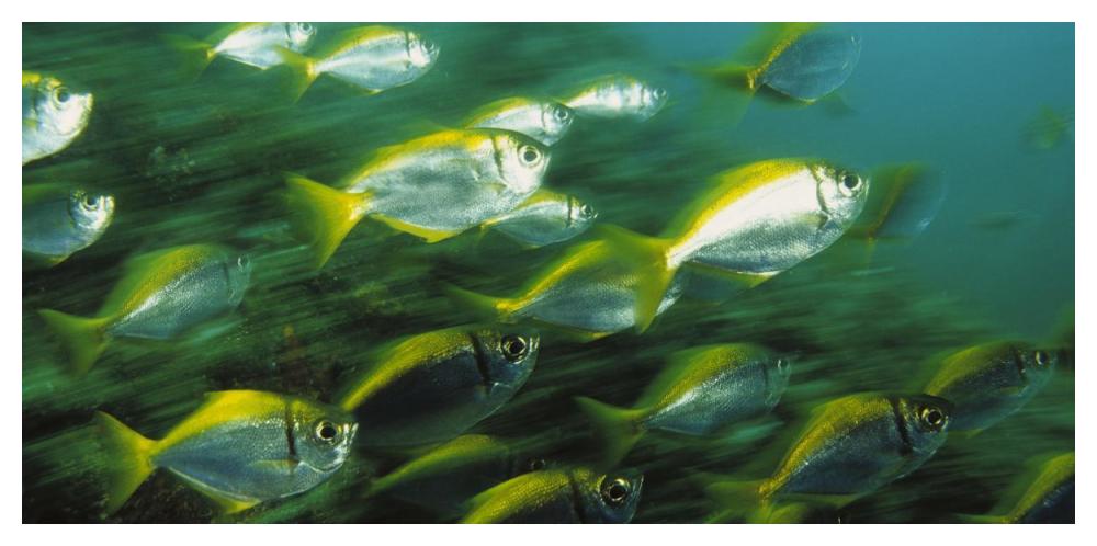 Eastern Pomfred school swimming swiftly, North Solitary Islands, Australia-Paper Art-50"x26"