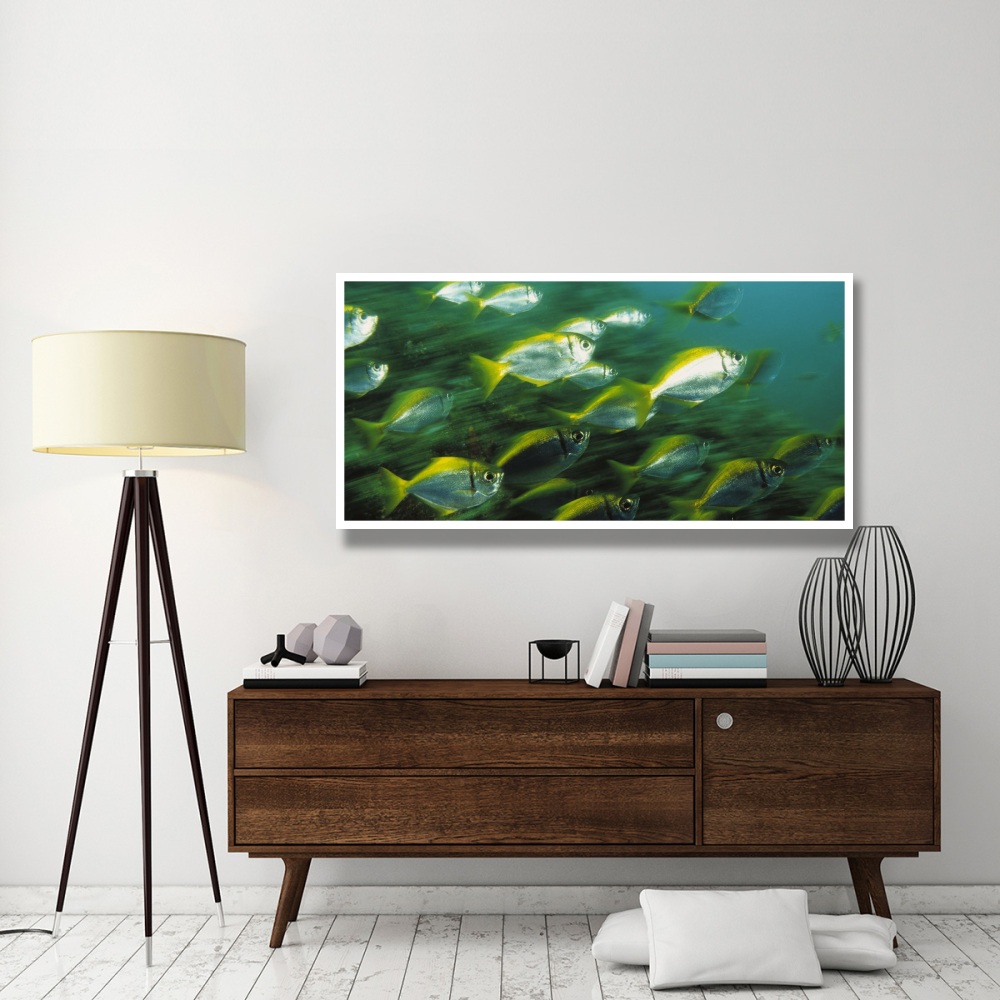 Eastern Pomfred school swimming swiftly, North Solitary Islands, Australia-Paper Art-62&quotx32"