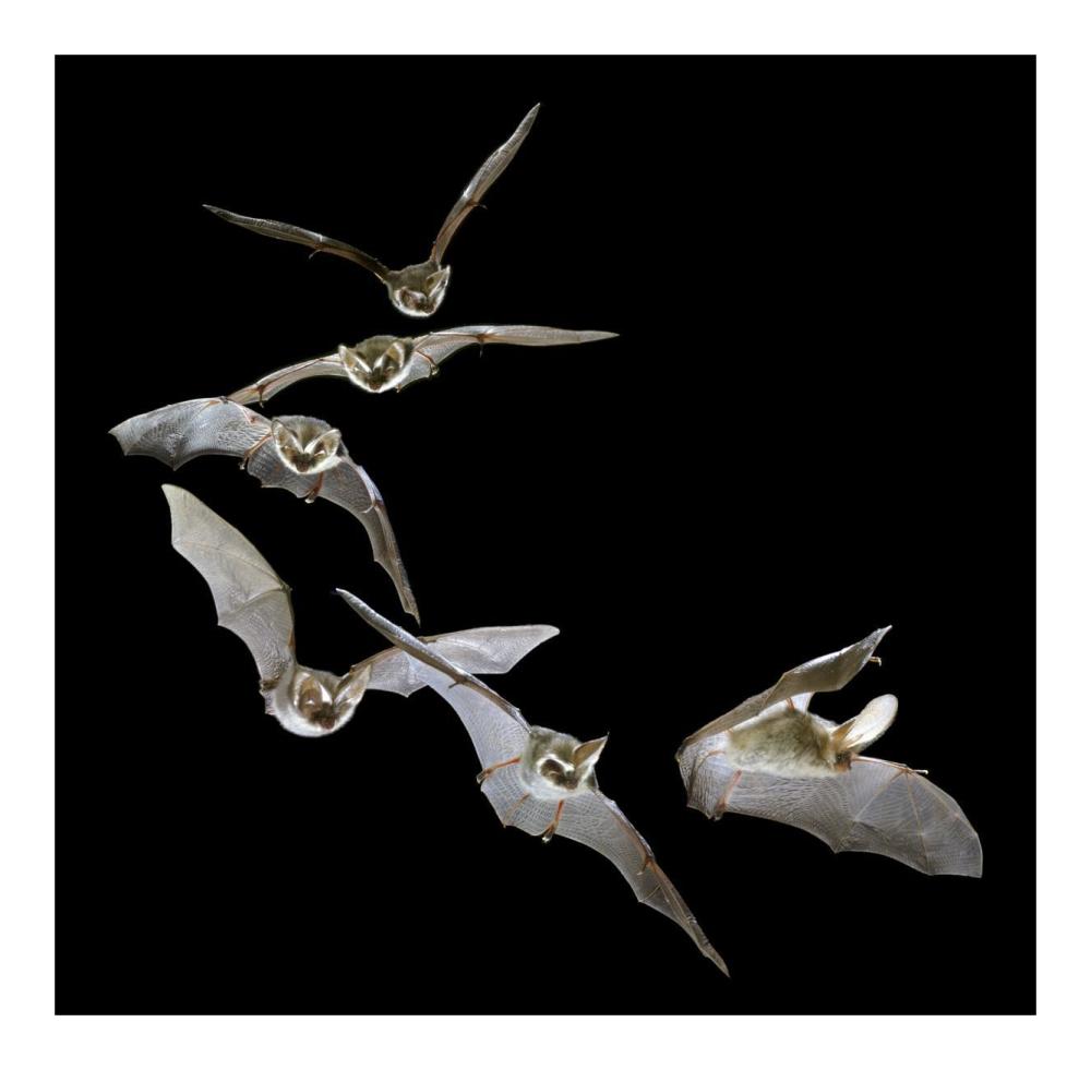 Brown Big-eared Bat flying, England-Paper Art-20"x20"