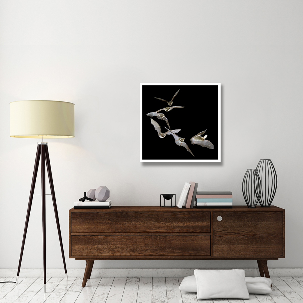 Brown Big-eared Bat flying, England-Paper Art-32&quotx32"