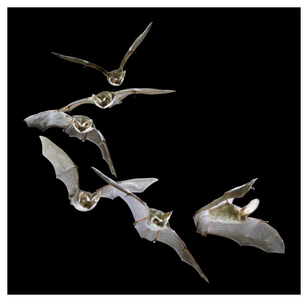 Brown Big-eared Bat flying, England-Paper Art-42"x42"