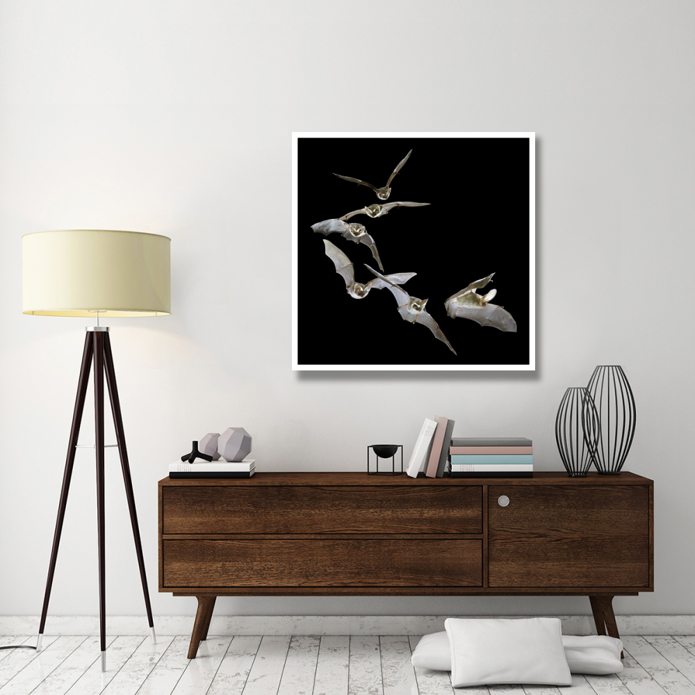 Brown Big-eared Bat flying, England-Paper Art-42&quotx42"