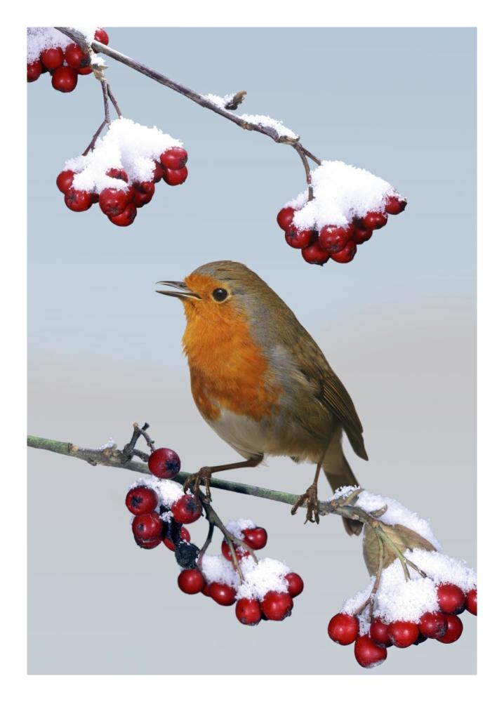 European Robin singing from Cotoneaster bush, England *digital composite*-Paper Art-18"x26"