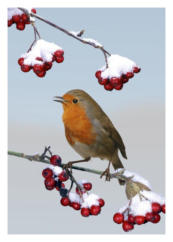 European Robin singing from Cotoneaster bush, England *digital composite*-Paper Art-22"x32"