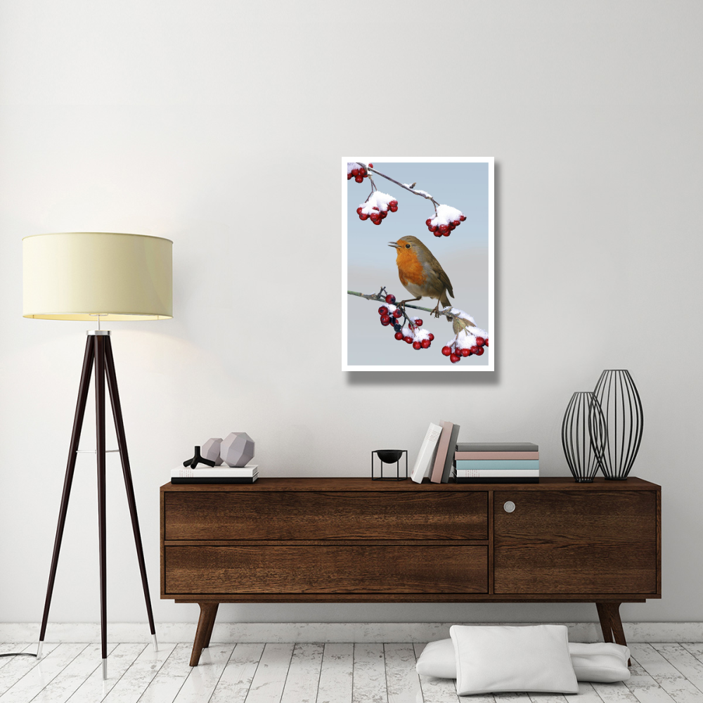 European Robin singing from Cotoneaster bush, England *digital composite*-Paper Art-26&quotx38"