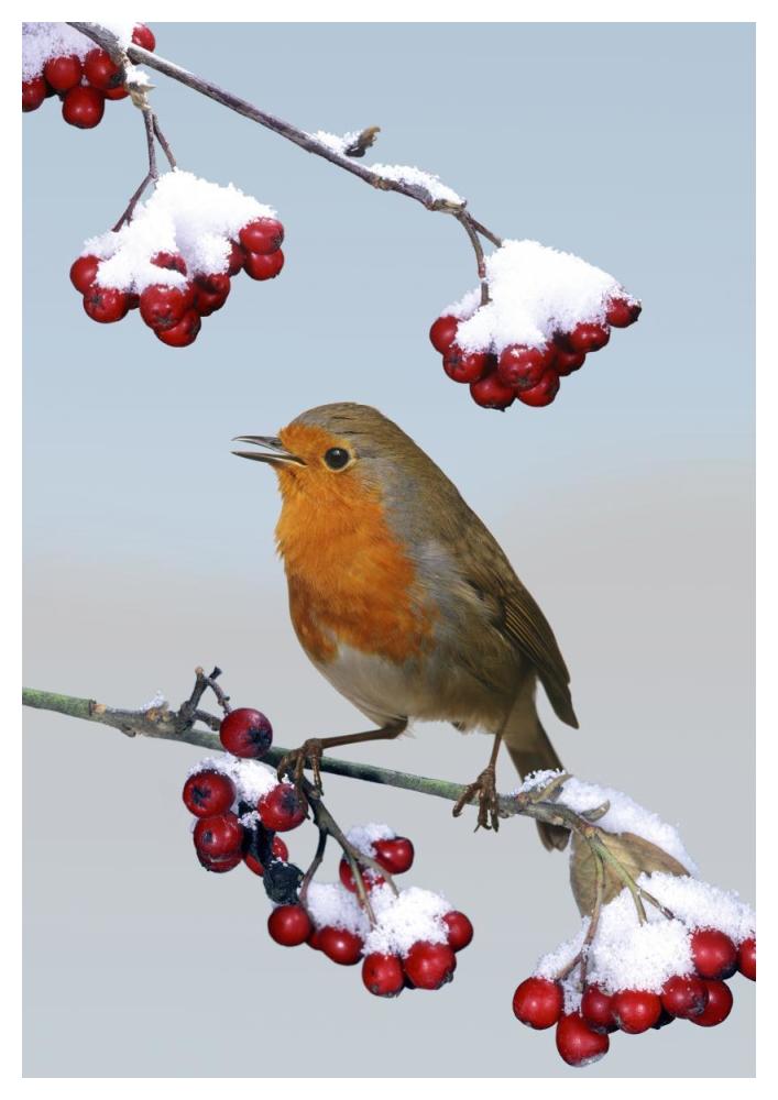 European Robin singing from Cotoneaster bush, England *digital composite*-Paper Art-34"x50"