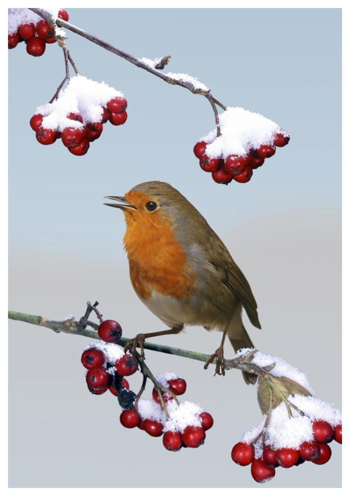 European Robin singing from Cotoneaster bush, England *digital composite*-Paper Art-42"x62"