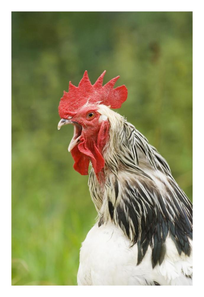 Domestic Chicken, Light Sussex cockerel, crowing, close-up of head and neck, Sussex, England, august-Paper Art-18"x26"