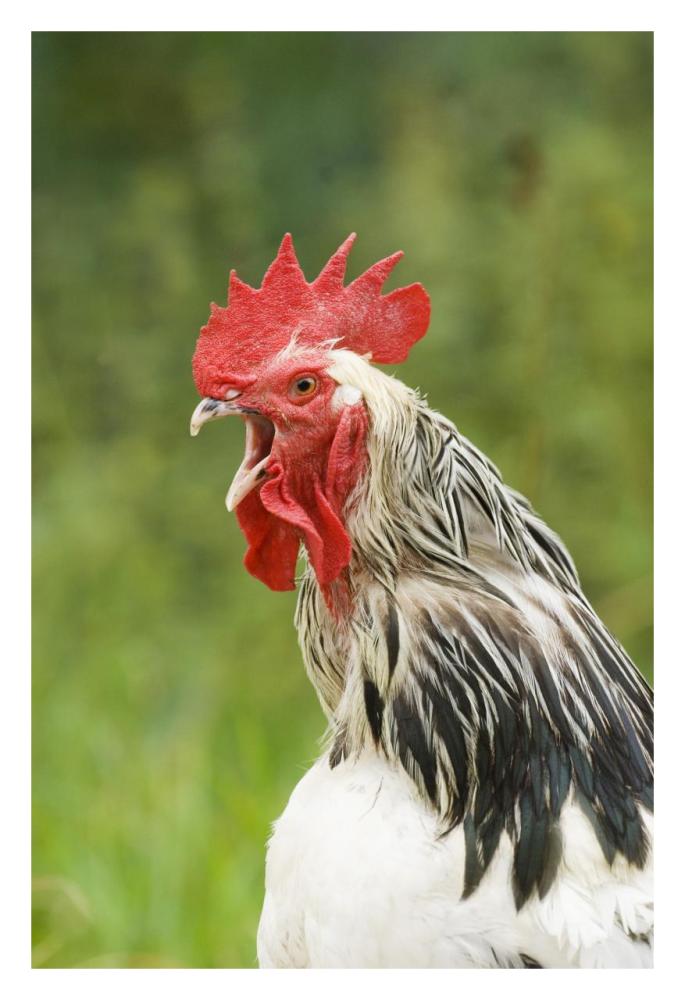 Domestic Chicken, Light Sussex cockerel, crowing, close-up of head and neck, Sussex, England, august-Paper Art-22"x32"