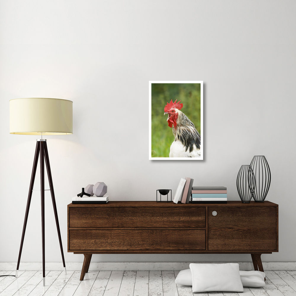 Domestic Chicken, Light Sussex cockerel, crowing, close-up of head and neck, Sussex, England, august-Paper Art-22&quotx32"