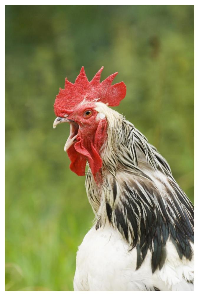 Domestic Chicken, Light Sussex cockerel, crowing, close-up of head and neck, Sussex, England, august-Paper Art-42"x62"