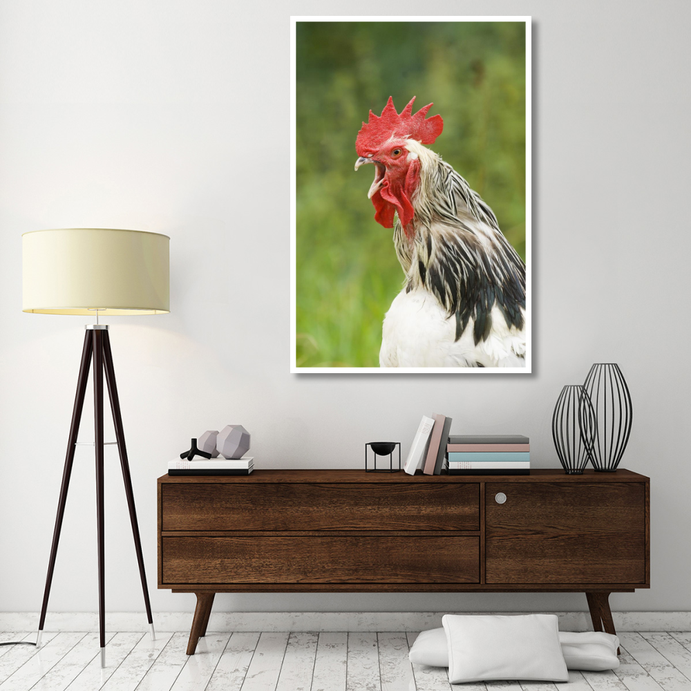 Domestic Chicken, Light Sussex cockerel, crowing, close-up of head and neck, Sussex, England, august-Paper Art-42&quotx62"