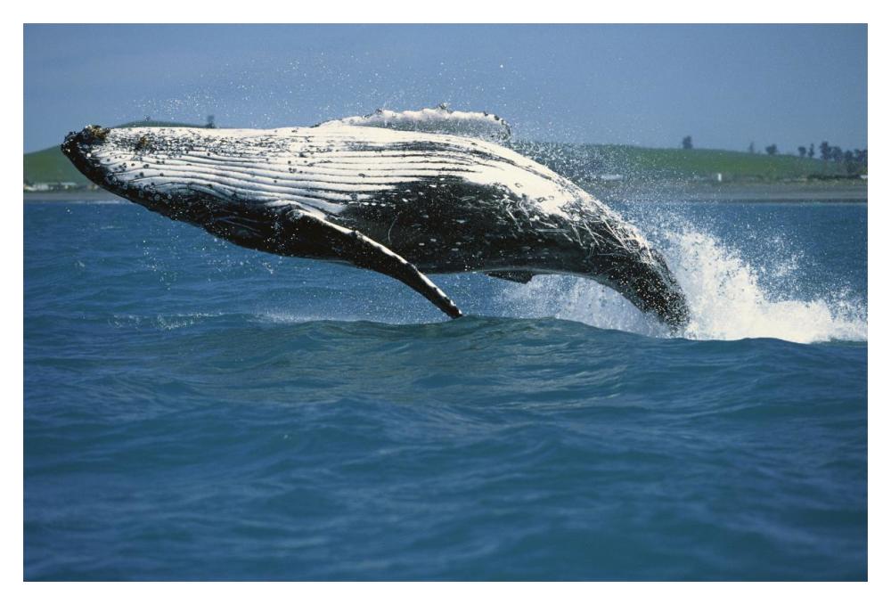 Humpback Whale breaching, Kaikoura, New Zealand-Paper Art-20"x14"