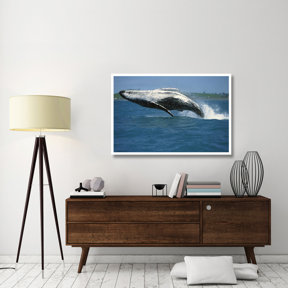 Humpback Whale breaching, Kaikoura, New Zealand-Paper Art-50&quotx34"