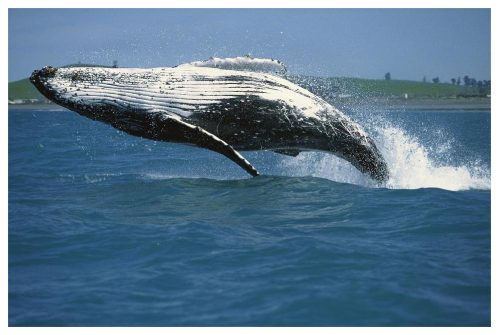 Humpback Whale breaching, Kaikoura, New Zealand-Paper Art-62"x42"