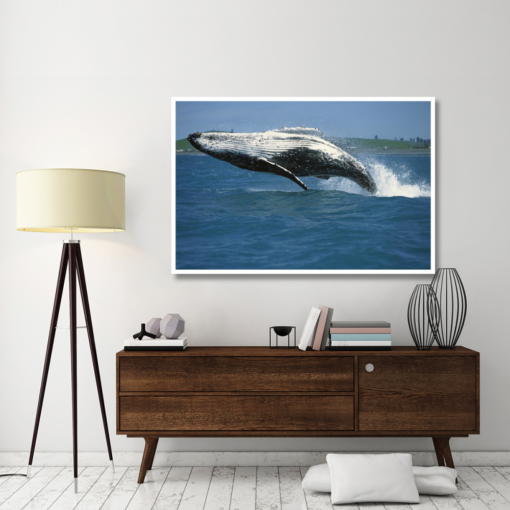 Humpback Whale breaching, Kaikoura, New Zealand-Paper Art-62&quotx42"