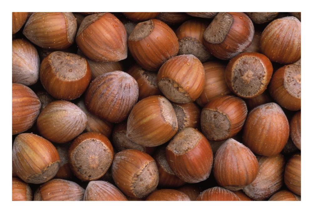 Hazelnut Europe-Paper Art-26"x18"