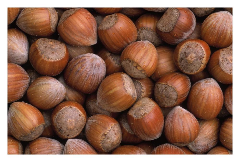 Hazelnut Europe-Paper Art-32"x22"