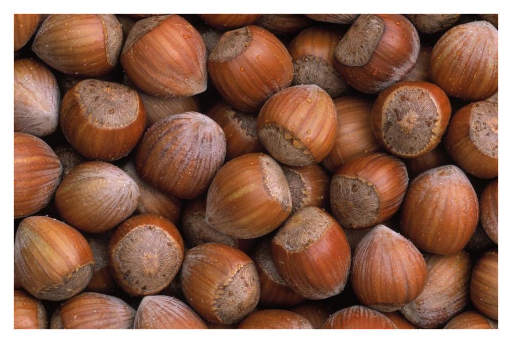 Hazelnut Europe-Paper Art-38"x26"